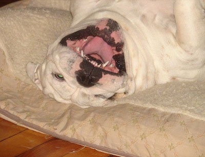 Close Up - A white English Bulldog is laying upside down in a dog bed with its mouth open and it looks like it is smiling.